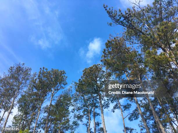 arbor day - longleaf pine stock pictures, royalty-free photos & images