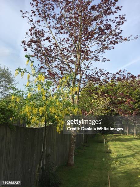 arbor day - laburnum anagyroides stock pictures, royalty-free photos & images