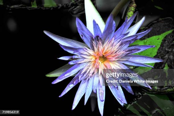 Foxfire Photos and Premium High Res Pictures - Getty Images