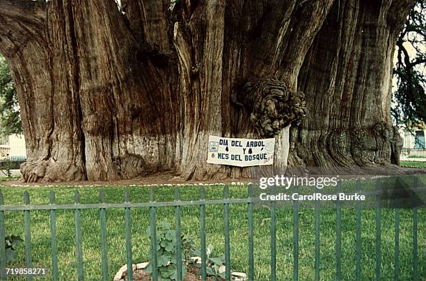 arbor day - montezuma cypress stock pictures, royalty-free photos & images