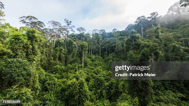 arbor day - borneo rainforest stock pictures, royalty-free photos & images