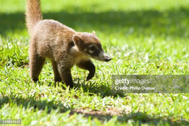 baby animals - coati stock-fotos und bilder