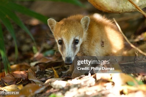 Baby Animals Baby Animals