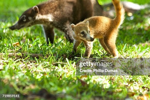 Baby Animals Baby Animals