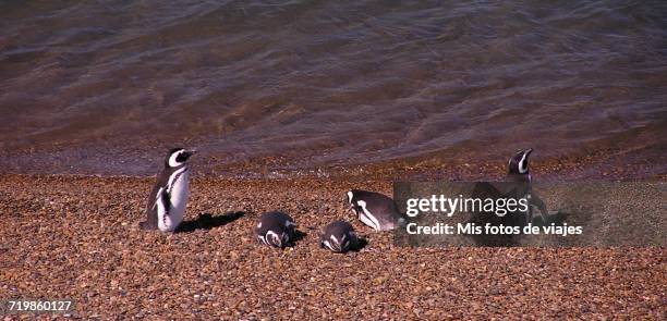 baby animals - pinguinos stockfoto's en -beelden