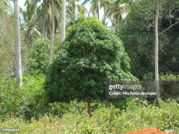 arbor day - especias stock pictures, royalty-free photos & images