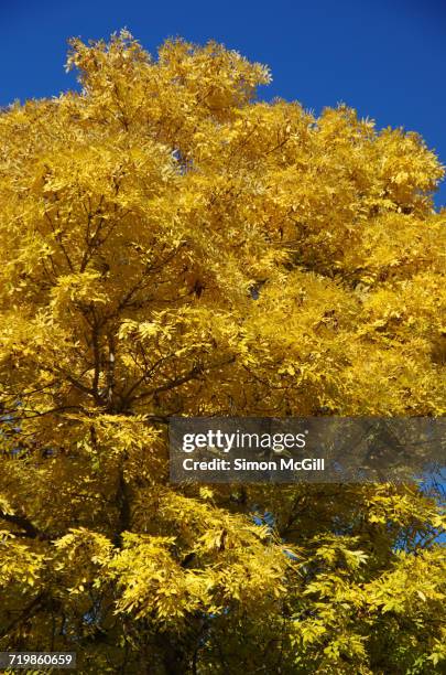 arbor day - ash tree leaf photo vertical stock pictures, royalty-free photos & images