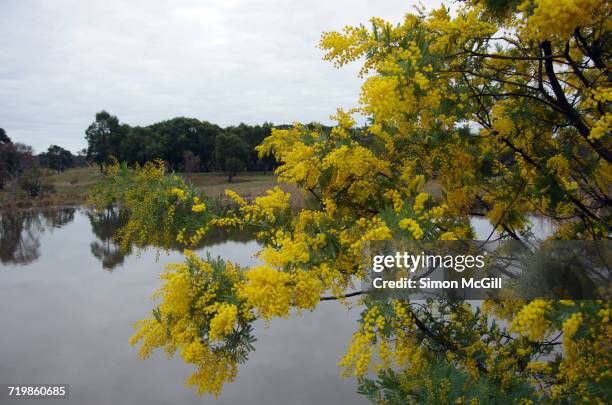 arbor day - australisch hoofdstedelijk territorium stockfoto's en -beelden