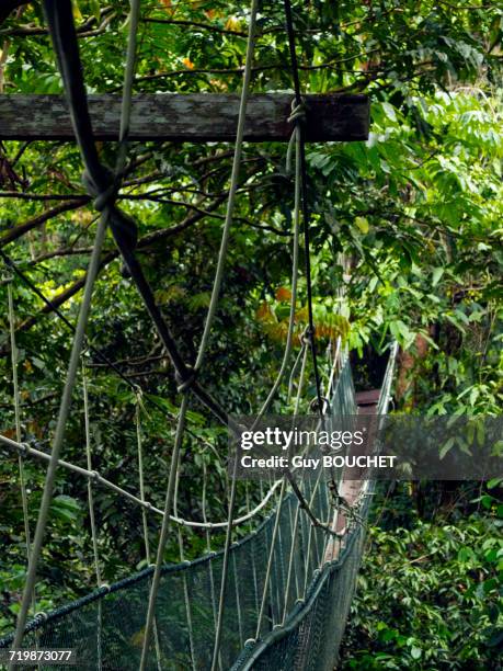 malaysia, island of bornéo, sarawak state, gunung mulu park, rope bridge - sarawak borneo stock pictures, royalty-free photos & images