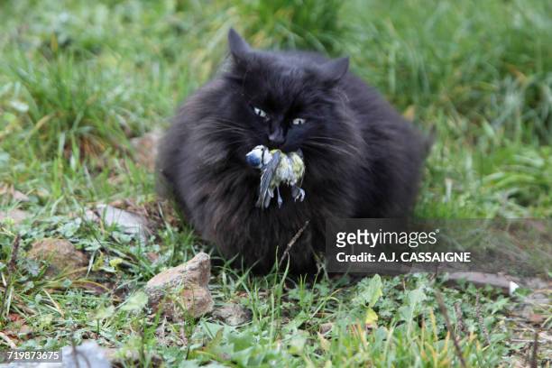 france, black cat maine coon eating a bird (tit) - tiere bei der jagd stock-fotos und bilder