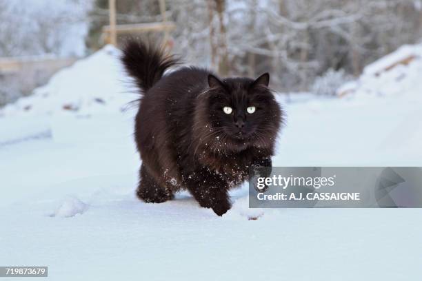 france, black cat maine coon running and playing in the snow - maine coon cat stock-fotos und bilder