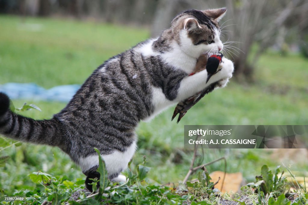France, Young tabby-cat hunting and killing a great spotted woodpecker