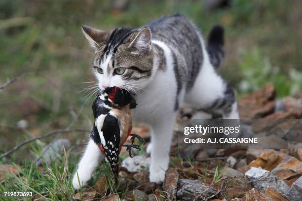 france, young tabby-cat hunting and killing a great spotted woodpecker - up on a roof stockfoto's en -beelden