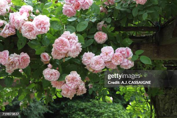france, rosebush on an arbour - pierre de ronsard stock pictures, royalty-free photos & images