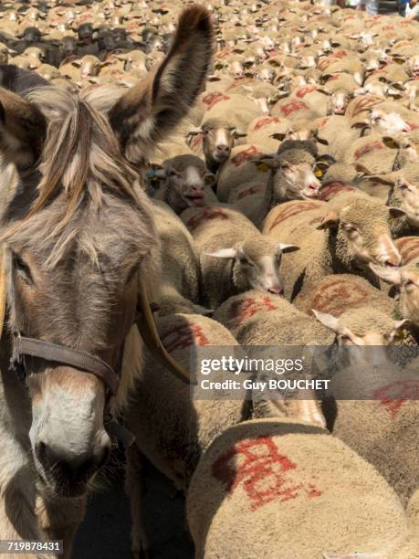 france, south-eastern france, st remy de provence, sheep transhumance - vertebras stock pictures, royalty-free photos & images