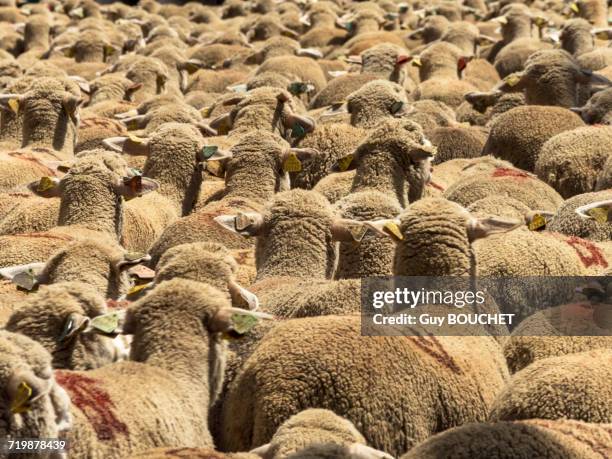 france, south-eastern france, st remy de provence, sheep transhumance - vertebras stock pictures, royalty-free photos & images