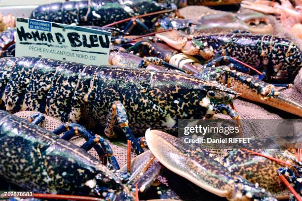 france, north-western france, brittany, concarneau, inside of the covered market, particularly well-assorted fishery, blue lobster - concarneau stock pictures, royalty-free photos & images