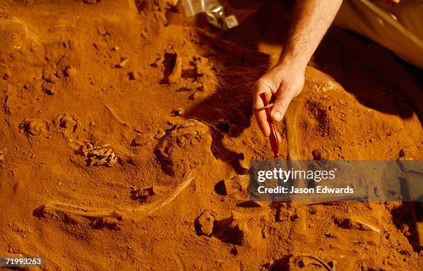 naracoorte caves, south australia. an archeologist brushes soil from fossils at an excavation site. - arqueologia fotografías e imágenes de stock