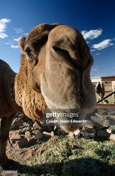leigh creek, south australia. close up of a camel's nose and face. - leigh creek imagens e fotografias de stock