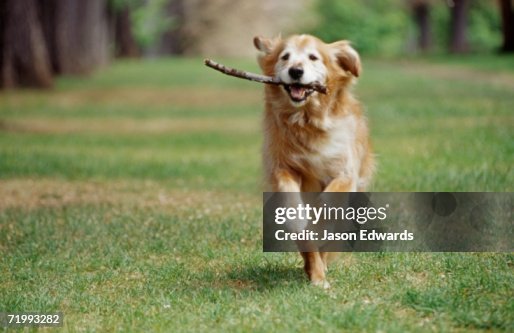 North Carlton, Victoria, Australia. A golden retriever runs with a stick in its mouth.