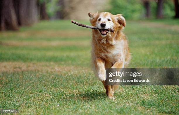 north carlton, victoria, australia. a golden retriever runs with a stick in its mouth. - golden retriever stock pictures, royalty-free photos & images