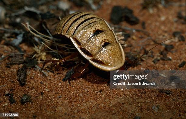 Native Cockroach 131 Australian Cockroaches Stock Photos, High-Res Pictures, and Images ...