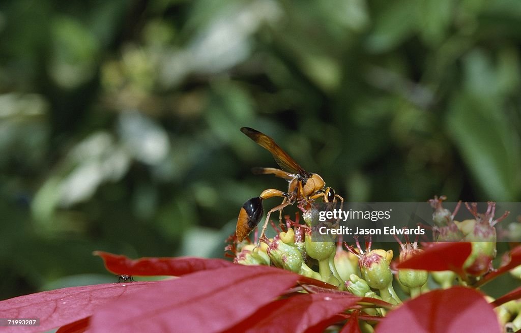 Carnarvon, Western Australia. A black and orange wasp feeds on a flower's nectar.