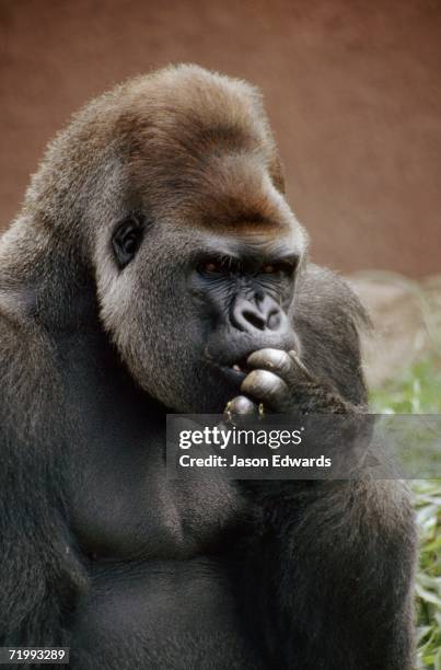 melbourne zoo, victoria, australia. portrait of a male silverback western lowland gorilla eating. - animal hand stock pictures, royalty-free photos & images