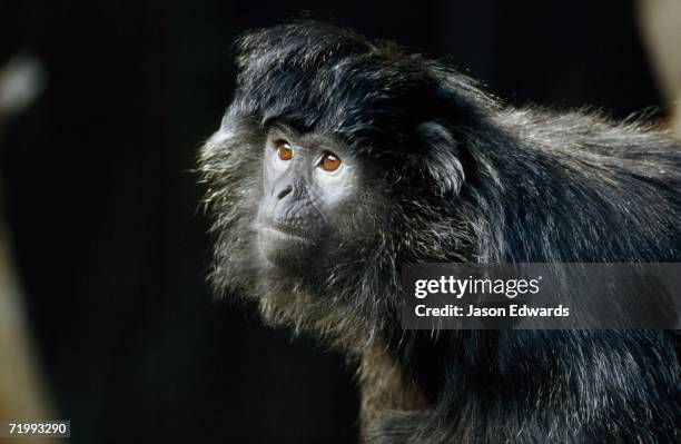 melbourne zoo, victoria, australia. facial portrait of a silvered leaf monkey or silver langur. - シルバーリーフモンキー ストックフォトと画像