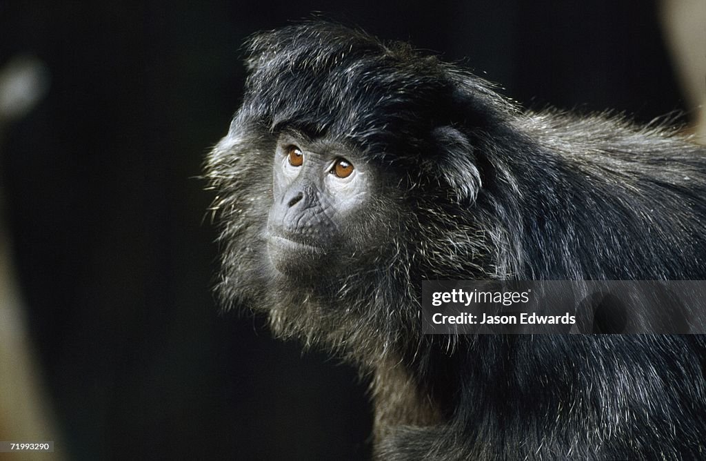 Melbourne Zoo, Victoria, Australia. Facial portrait of a silvered leaf monkey or silver langur.