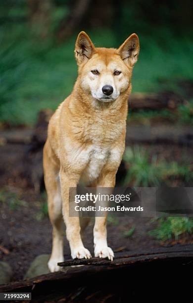 healesville sanctuary, victoria, australia. an alert dingo, aboriginies' native wild dog, with ears standing up. - dingo imagens e fotografias de stock