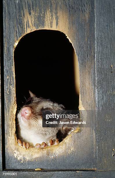 healesville sanctuary, victoria, australia. a sugar glider emerges from an artificial nest box. - sugar glider stock pictures, royalty-free photos & images