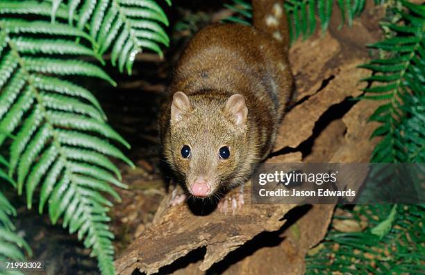 healesville sanctuary, victoria, australia. an endangered tiger spotted-tailed, or spot-tailed, quoll. - spotted quoll stock pictures, royalty-free photos & images