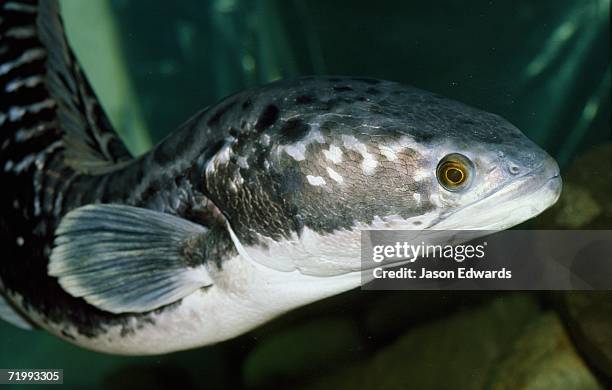 melbourne zoo, victoria, australia. portrait of a snakehead fish, channa striata. - channidi foto e immagini stock