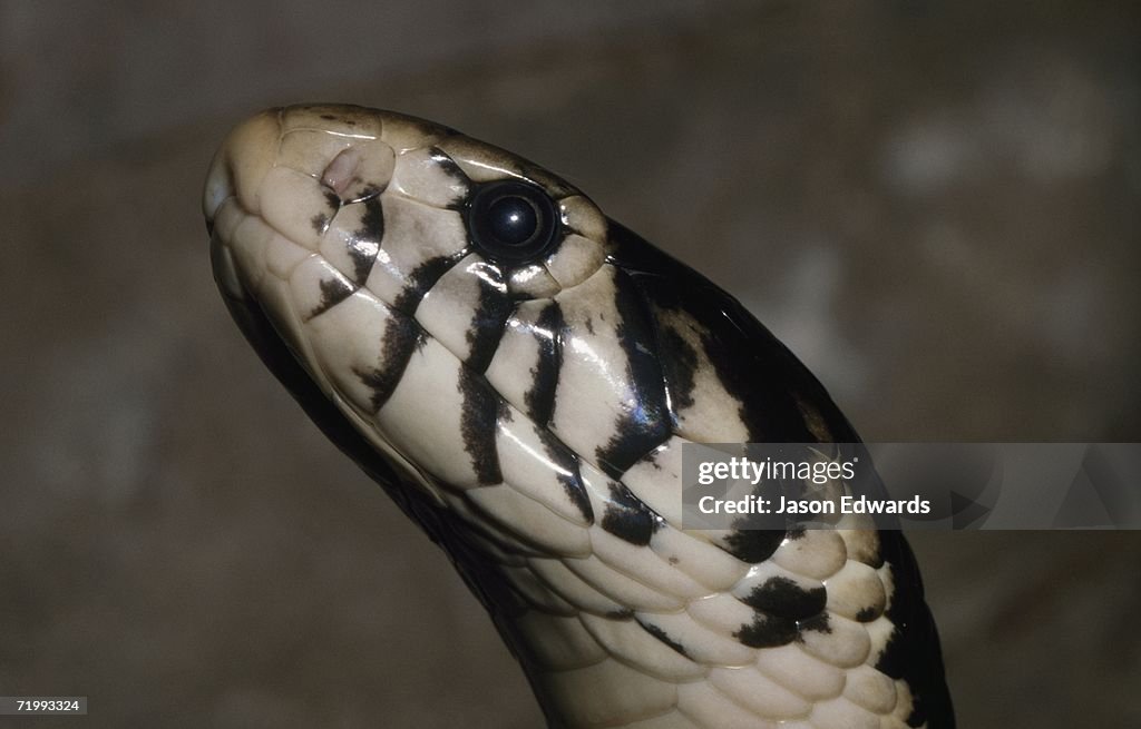 Melbourne Zoo, Victoria, Australia. Face and scales of a black and white-lipped cobra, Naja melanoleuca.