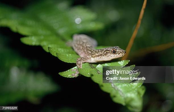 north carlton, victoria, australia. marbled gecko, christinus marmoratus, on a fern frond. - australian gecko stock pictures, royalty-free photos & images