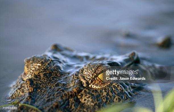 kakadu national park, northern territory, australia. a half-submerged saltwater crocodile, crocodylus porosus, stalks prey. - kakadu stockfoto's en -beelden
