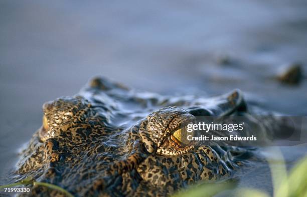 kakadu national park, northern territory, australia. a half-submerged saltwater crocodile, crocodylus porosus, stalks prey. - kakadu national park stock pictures, royalty-free photos & images