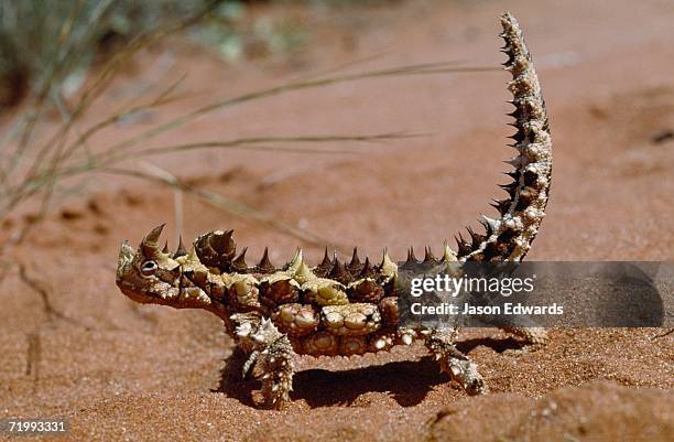 south australia. an australian thorny devil with an erect tail moves across a sand dune - diabo espinhoso imagens e fotografias de stock
