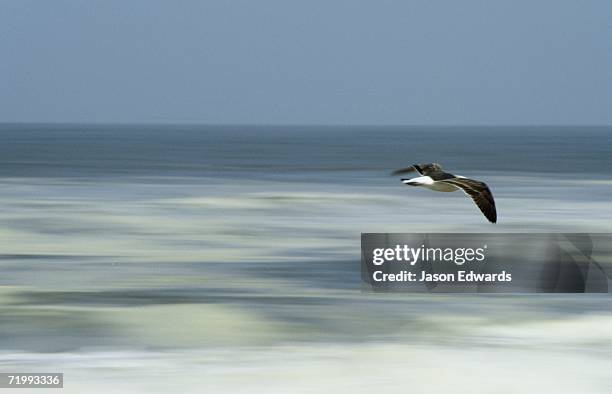 skeleton coast national park, republic of namibia. a kelp gull, larus dominicanus, in flight over the ocean. - kelp gull stock pictures, royalty-free photos & images