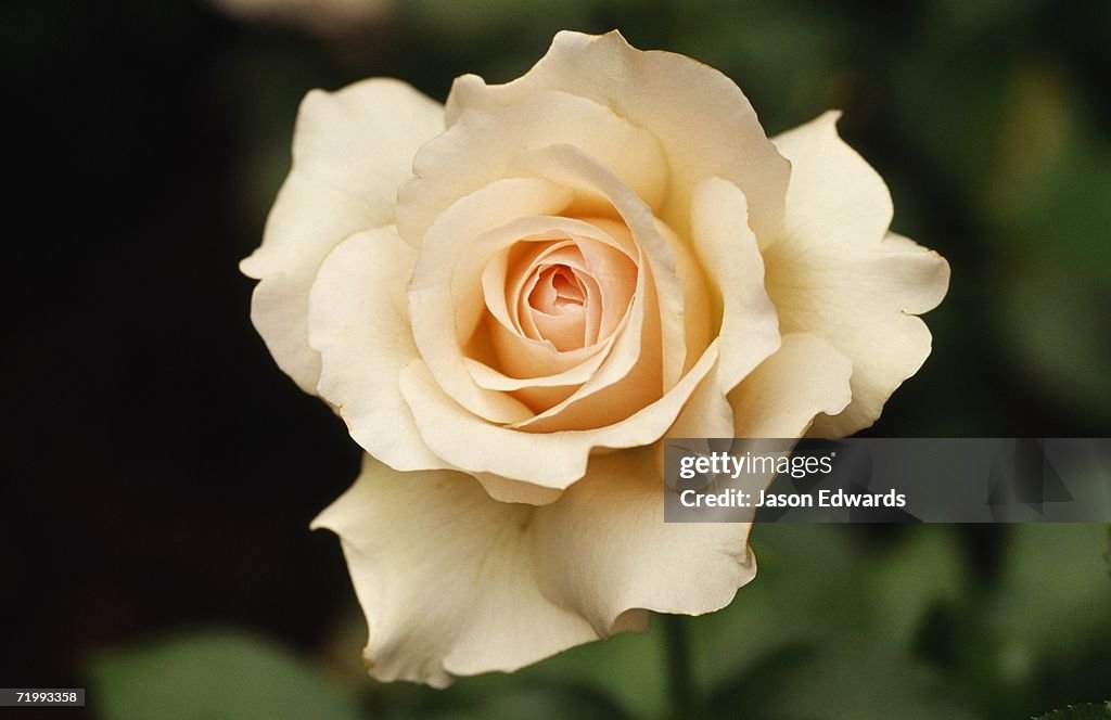 Jamieson, Victoria, Australia. A beautiful and delicately textured peach-colored Mother's Love rose.