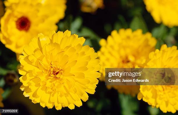 emu bay, kangaroo island, south australia. bright yellow calendula flowers in a garden. - pot marigold stock pictures, royalty-free photos & images