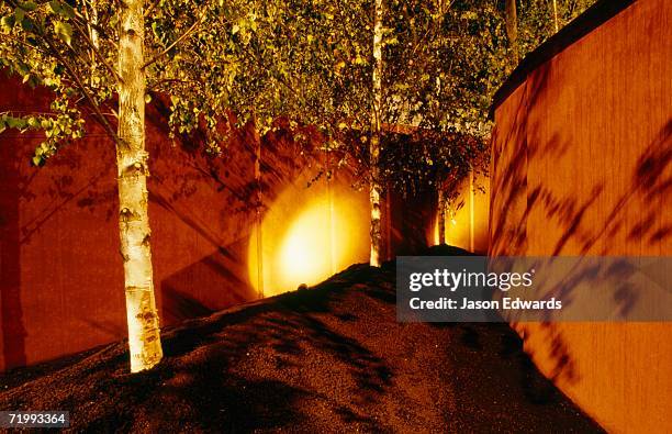 melbourne international flower and garden show, victoria, australia. birch trees and a curved wall illuminated at a garden display. - melbourne international flower and garden show stockfoto's en -beelden