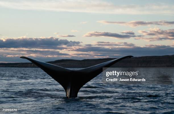 peninsula valdez, argentina. the tail of a southern right whale, eubalaena australis, at sunset. - southern right whale stockfoto's en -beelden