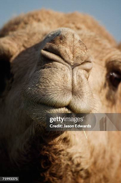 werribee open range zoo, victoria, australia. close up of a camel's nose, mouth and face. - werribee open range zoo stock-fotos und bilder