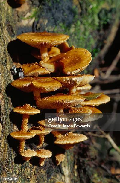 Bunyip Tree Bunyip State Park Photos and Premium High Res Pictures - Getty Images