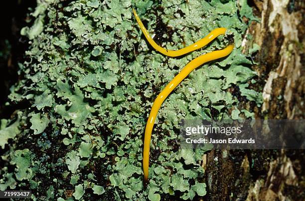 yellingbo nature conservation reserve, victoria, australia. a bright yellow slow worm or land planarian on a lichen-covered tree. - turbellaria stockfoto's en -beelden