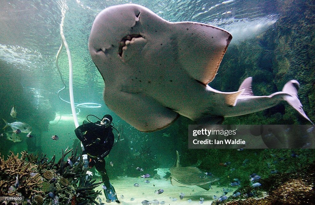 Spring Clean At Sydney Aquarium