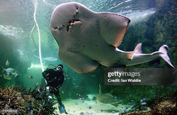 Sydney Aquarium diver uses a vacuum to clean the gravel in the Great Barrier Reef tank as a Ray Shark swims by September 26, 2006 in Sydney,...