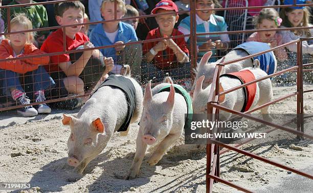 Pigs racing under the names of Pork Chop, Bacon Bone, Porky Pork and Ham Bone race around a corner during pig races at the Royal Melbourne Show in...